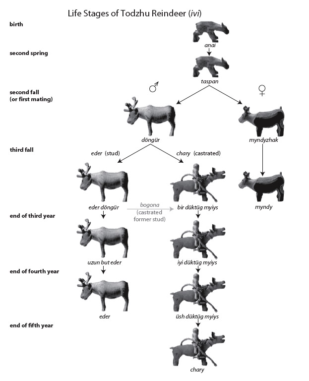 Reindeer life stages