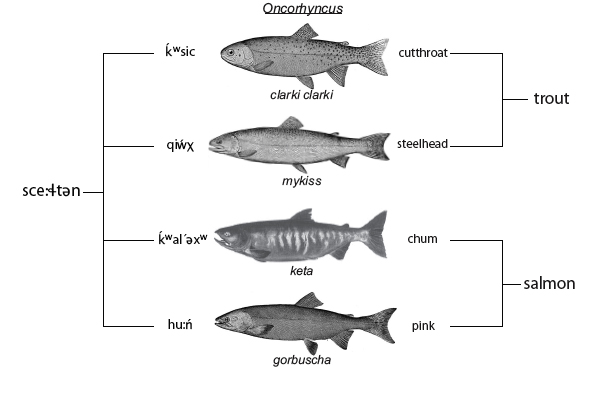 Salmon classification